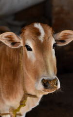 Portrait of an innocent cow face