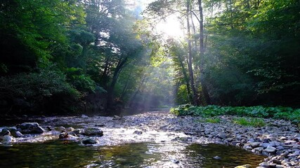 beautiful sun ray above forest river  - Powered by Adobe