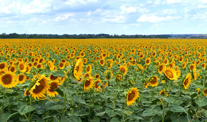 Fototapeta premium Sunflower natural background. Sunflower blooming. Blooming field. Sunflower oil. 