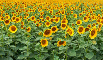 Sunflower natural background. Sunflower blooming. Blooming field. Sunflower oil. 