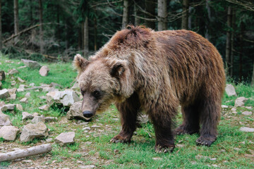 Fototapeta na wymiar brown bear walking in the forest