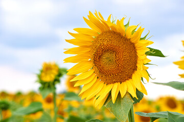 Sunflower natural background. Sunflower blooming. Blooming field. Sunflower oil. 