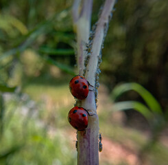 two ladybug on a small branch and their small children
