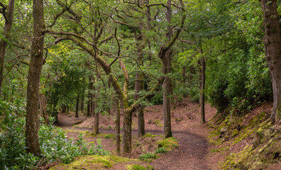 footpath in the woods, Northumberland UK