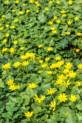Lesser Celandine (Ficaria verna) in meadow, Central Russia