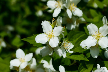 Beautiful white jasmine flowers in a garden