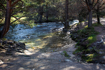 Obraz premium river in the forest