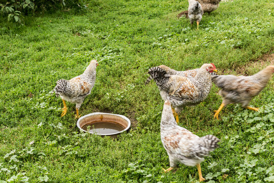Chicken  near the watering hole in the garden. Bielefelder is a German breed of domestic chickens.