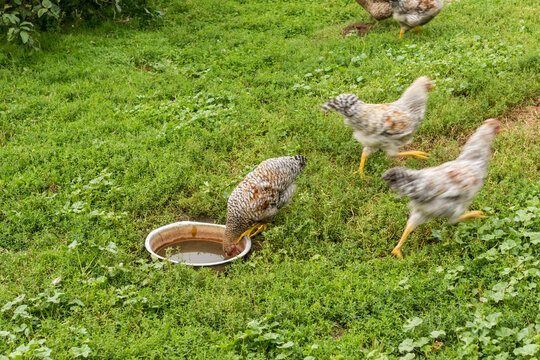 A chicken drinks water from a watering hole in the garden. Bielefelder is a German breed of domestic chickens.