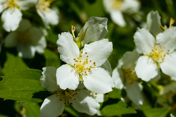 Beautiful white jasmine flowers in a garden