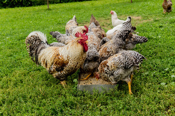 Chickens and rooster  peck grains from the feeder on a green meadow.  Bielefelder is a German breed of domestic chickens.
