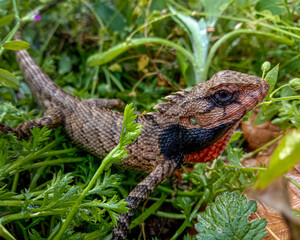 brown lizard on green grass, basking in sunlight