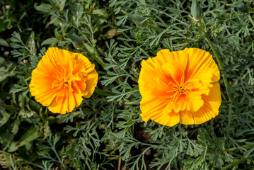 California Poppy (Eschscholtzia californica) in garden