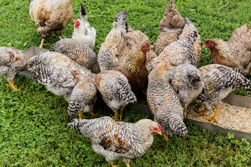 Chickens peck grain from the feeder. Bielefelder is a German breed of domestic chickens.