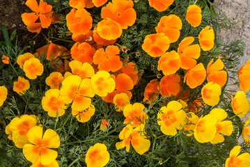 California Poppy (Eschscholtzia californica) in garden