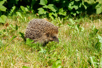 West european hedgehog on a green meadow