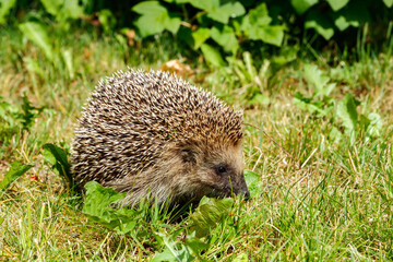 Naklejka na ściany i meble West european hedgehog on a green meadow