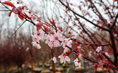 tree blossom in spring