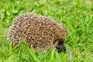 West european hedgehog on a green meadow