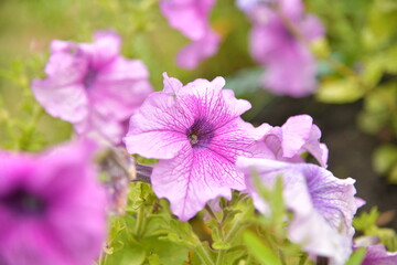 flowers in the garden