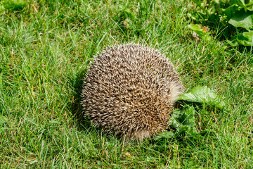 West european hedgehog on a green meadow
