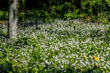White wildflowers of Claytonia sibirica in shady forest