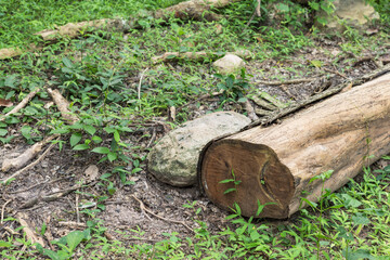fallen tree in the tropical forest	