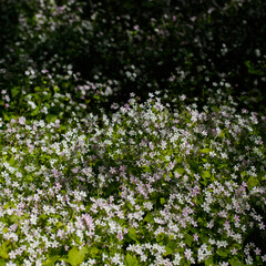 Obraz na płótnie Canvas Background of white wildflowers of Claytonia sibirica in shady forest