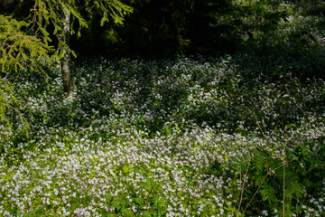 Obraz premium White wildflowers of Claytonia sibirica in shady forest