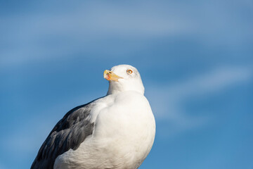Seagull