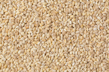 Barley grits/goats at studio