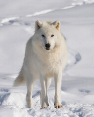 Obraz premium An Arctic Wolf makes eye contact - Canada