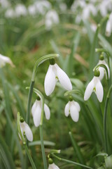 snowdrops flower spring seasonal background with copy space 
