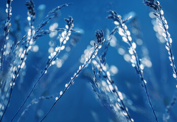 Delicate floral print of dry flowers on a blue background. Art photo