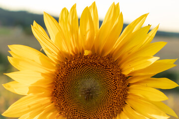 Fototapeta premium Bright sunflower head on a summer day