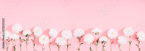 Beautiful flowers composition. White flowers chrysanthemum on pastel pink background. Valentines Day, Happy Women's Day, Mother's day. Flat lay, top view, copy space, banner