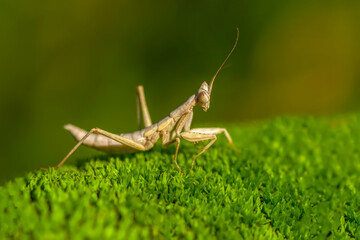 Close up of pair of Beautiful European mantis ( Mantis religiosa )