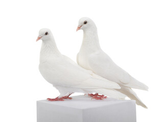 Two white doves isolated on a white background.