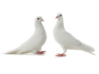 Two white doves isolated on a white background.