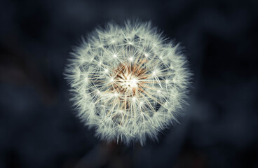 Make a wish, beauty in the smallest things