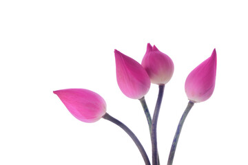 lotus flower isolated on white background