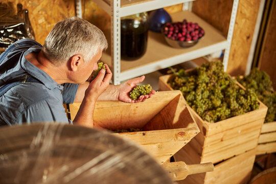 Senior Citizen Working At The Winery Smelling Grapes