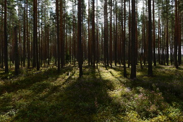 Pine forest in heather bloom in the shadows and sunshine of a summer morning