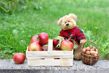 Teddy bear Apples Hazelnuts