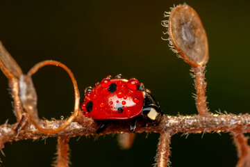 Beautiful ladybug on leaf defocused background