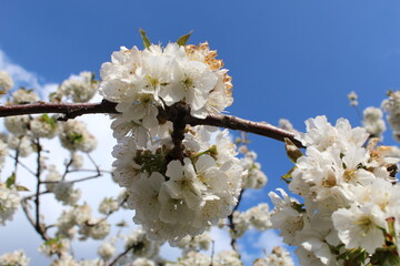 Cherry Blossom at the Jerte Valley, Extremadura, Spain.