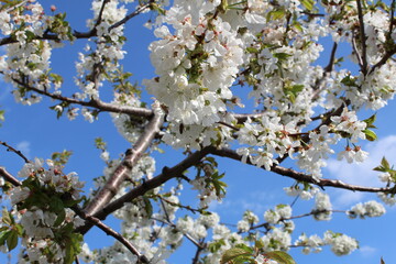 Cherry Blossom at the Jerte Valley, Extremadura, Spain.