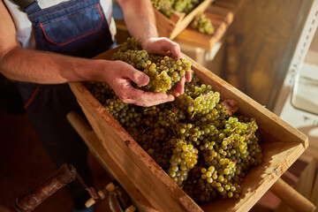 Attentive winemaker checking the quality of grapes