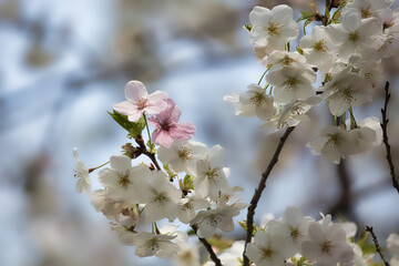 満開の桜