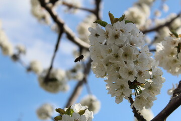 Cherry Blossom at the Jerte Valley, Extremadura, Spain.